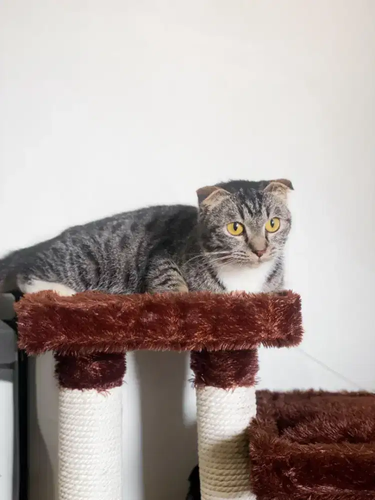 SCOTTISH FOLD BETINA