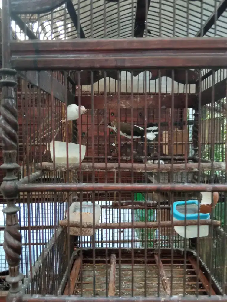 Sepasang Emje Siapan