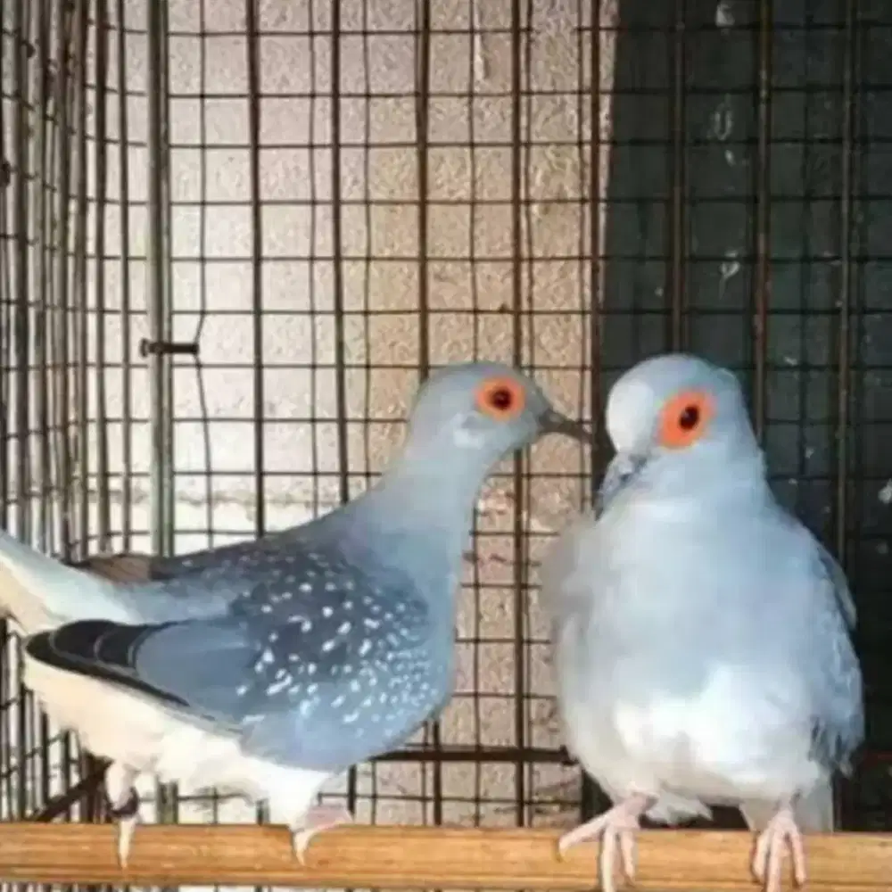 Perkutut diamond perkutut mutiara Australia