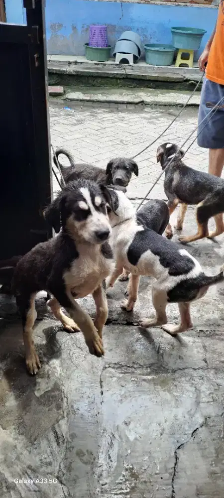 Anak anjing kampung