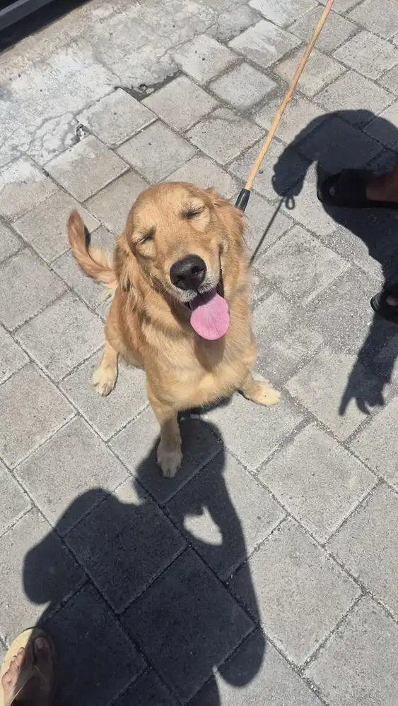 golden betina super cakep