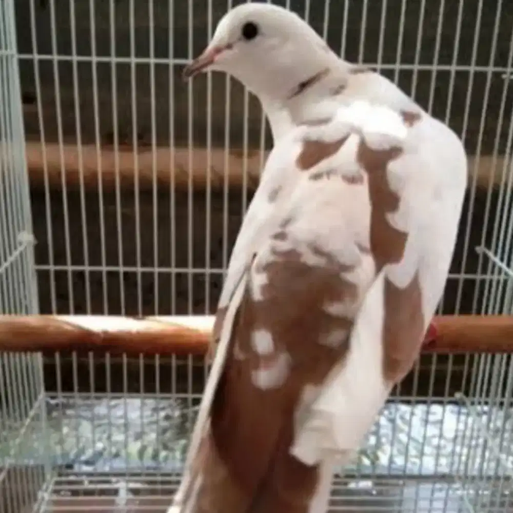 Burung puter blorok istimewa