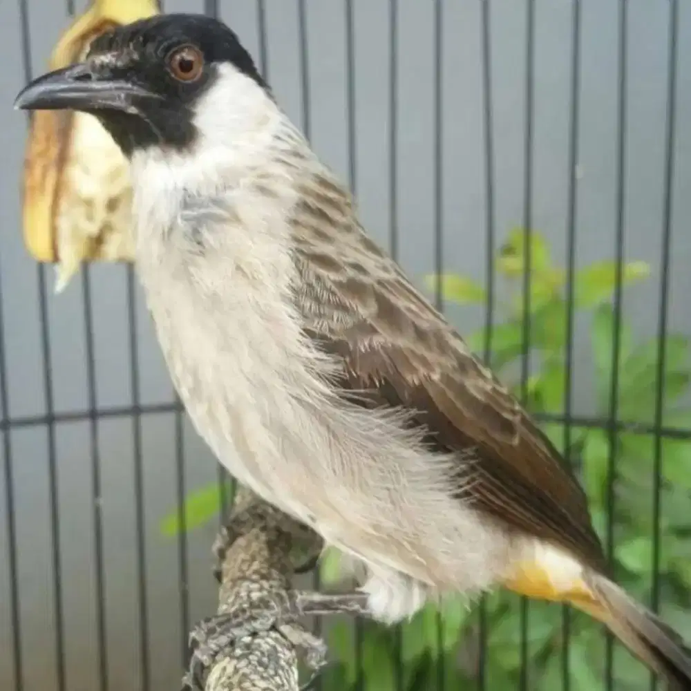 Burung kutilang gentilang