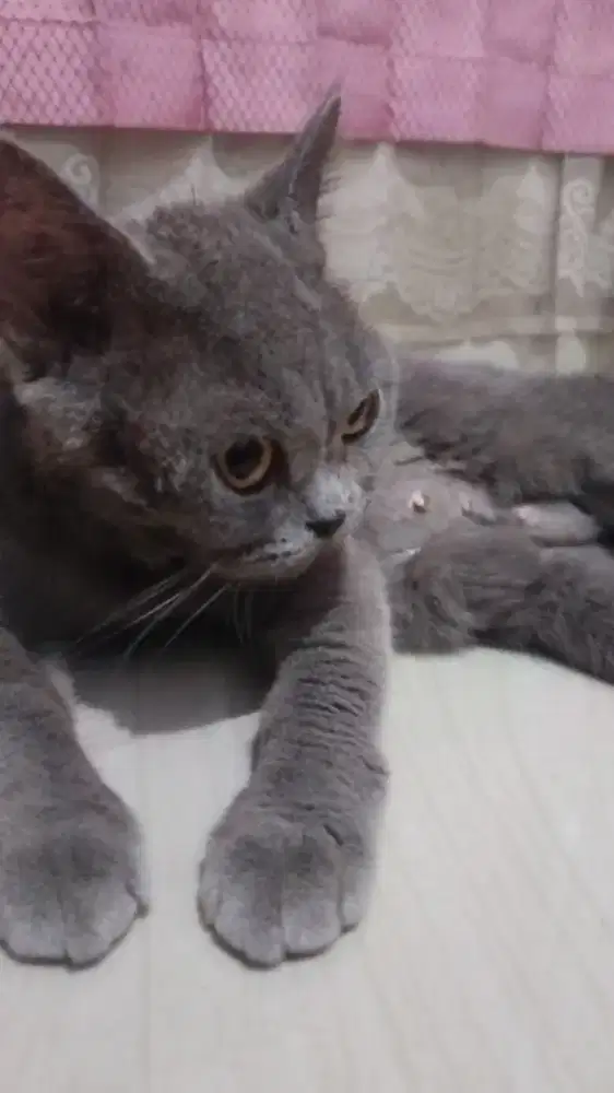 Lepas Adopsi Indukan British Short Hair