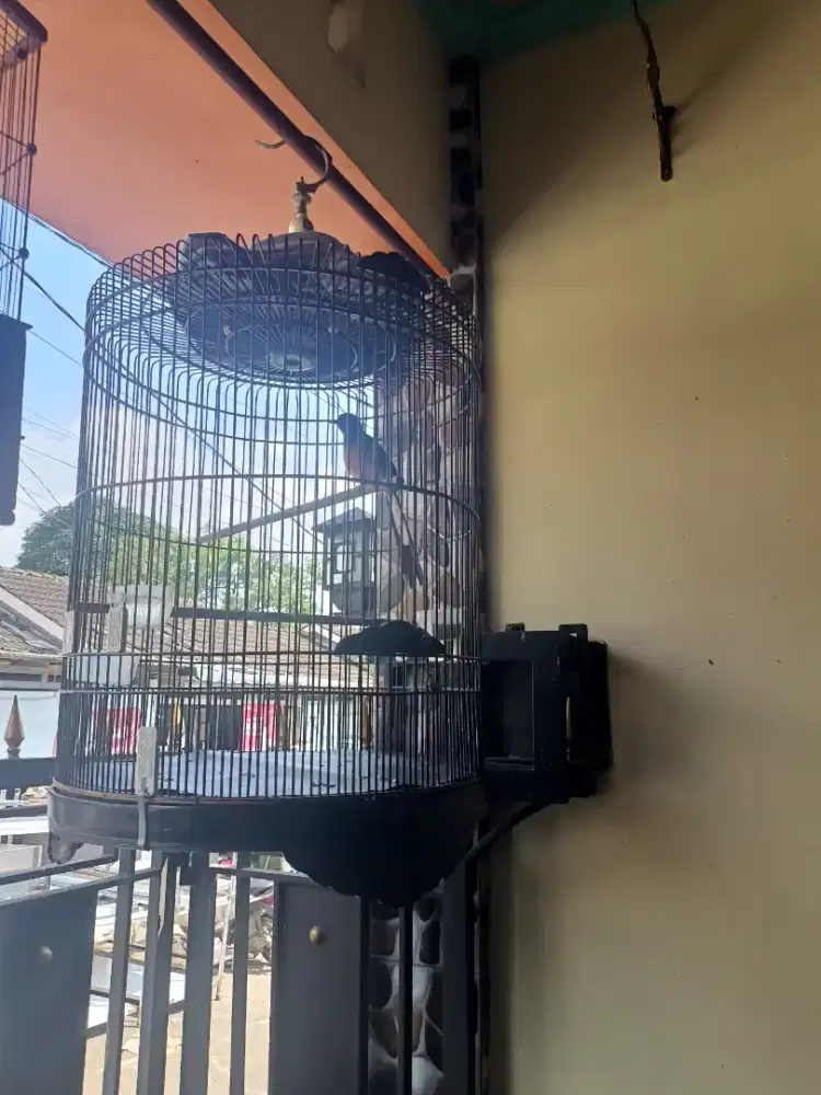 Murai batu harga nego