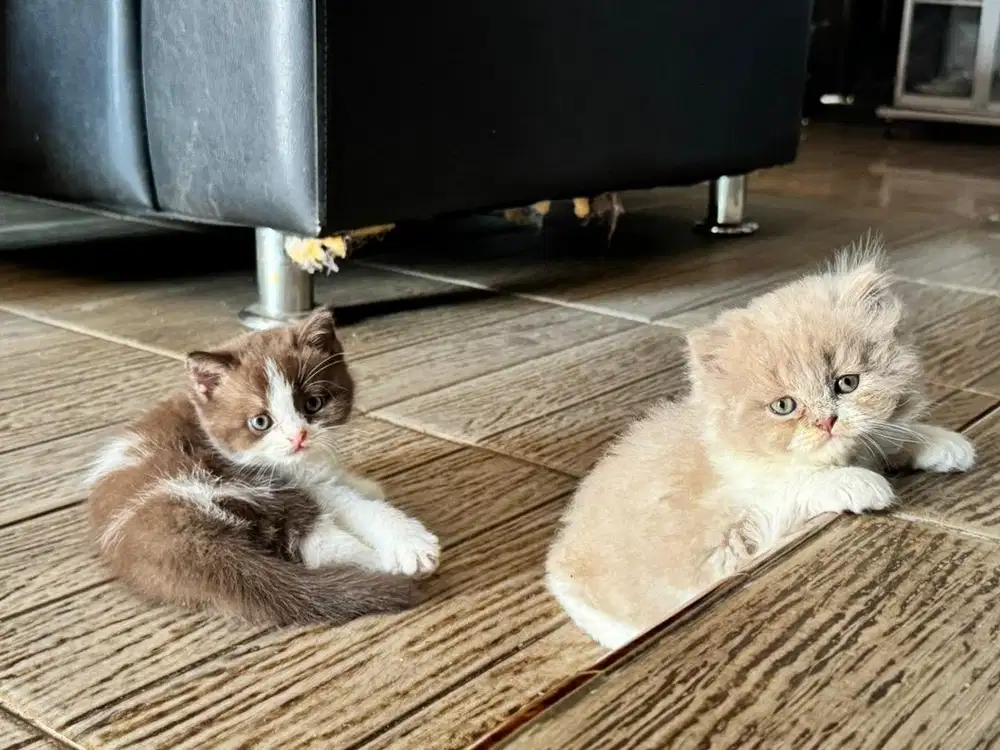 Kucing bsh coklat dan lilac