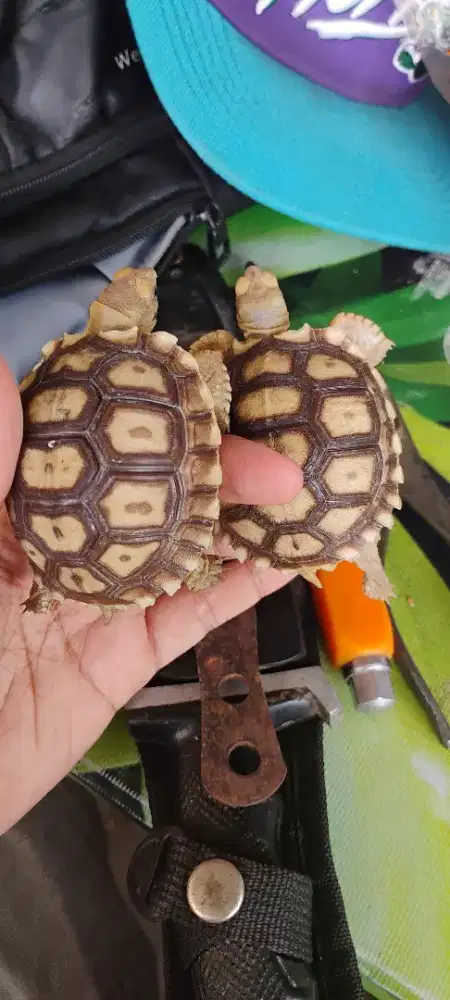 Kura-kura Sulcata dan Leopard Gecko
