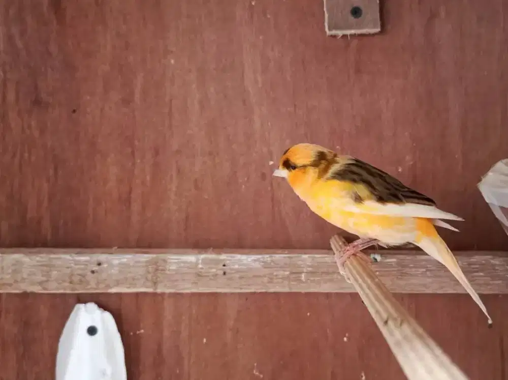 Kenari af bodi besar gacor