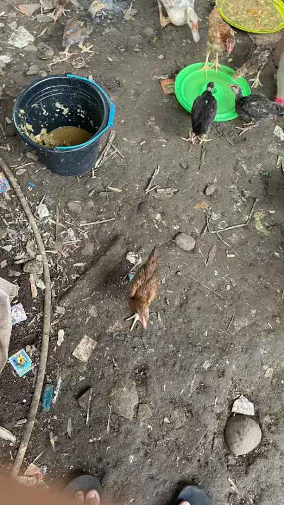 Ayam KUB/doc kampung,anakan