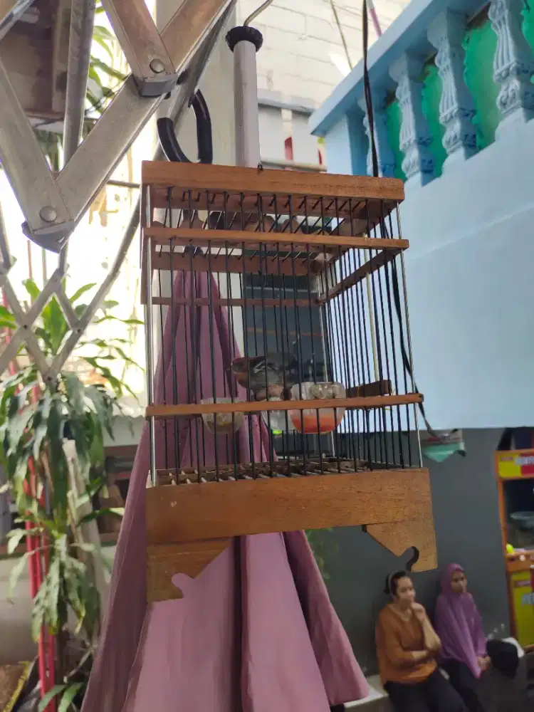 Burung Kemade Cabe2an Trotol