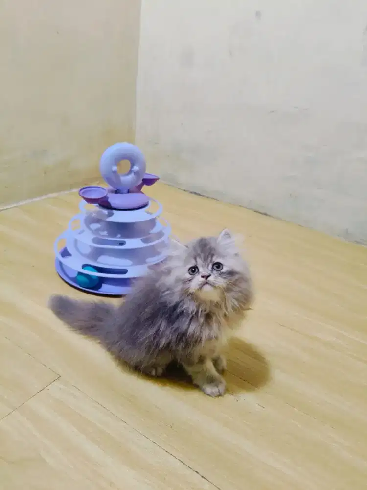 Kitten persia abu solid