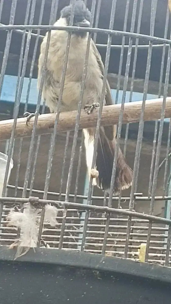 Kutilang Buntut putih selembar