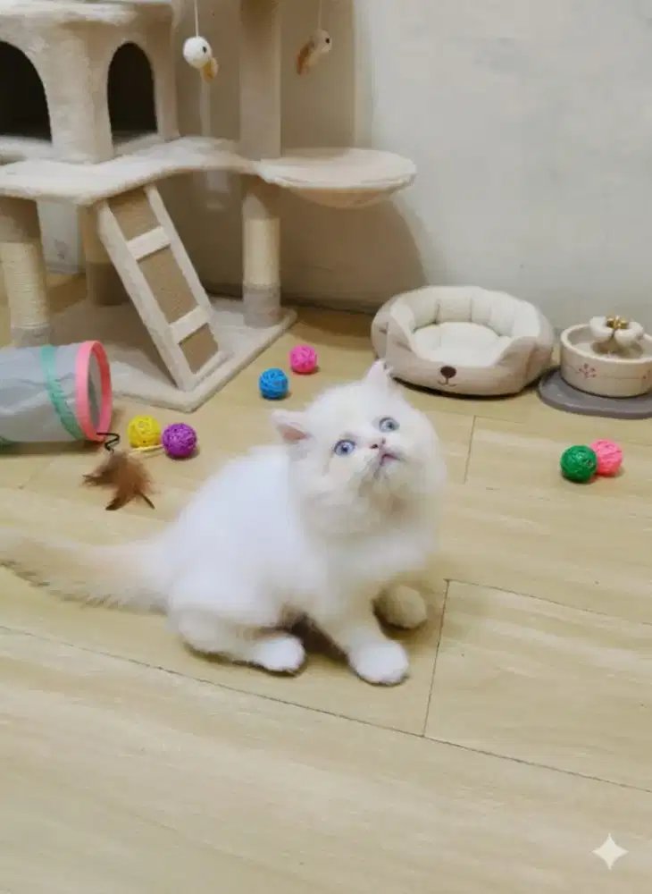 Kitten himalaya red point