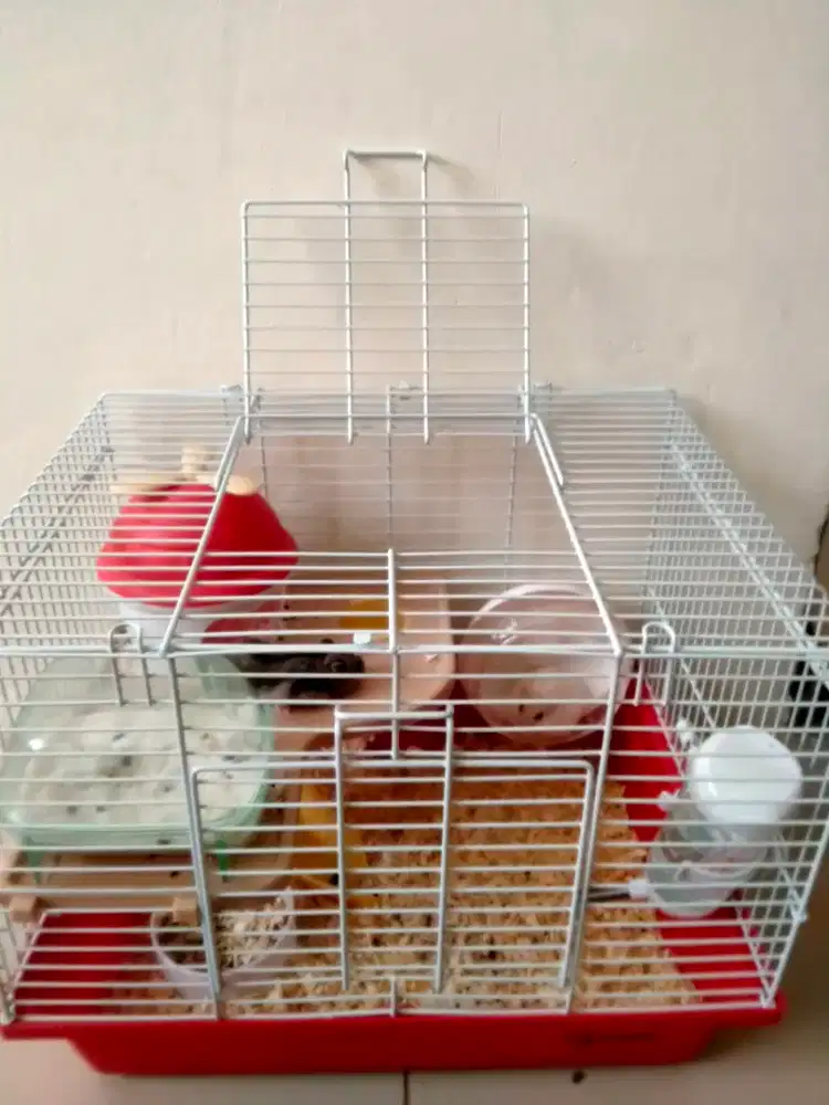 HAMSTER FULLSET