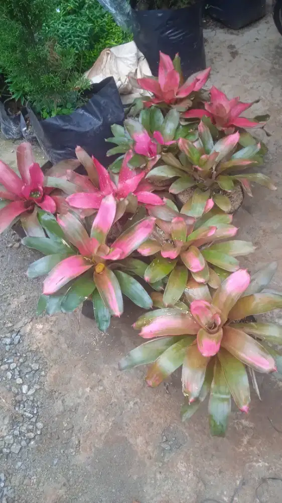 Bromelain  tre colour