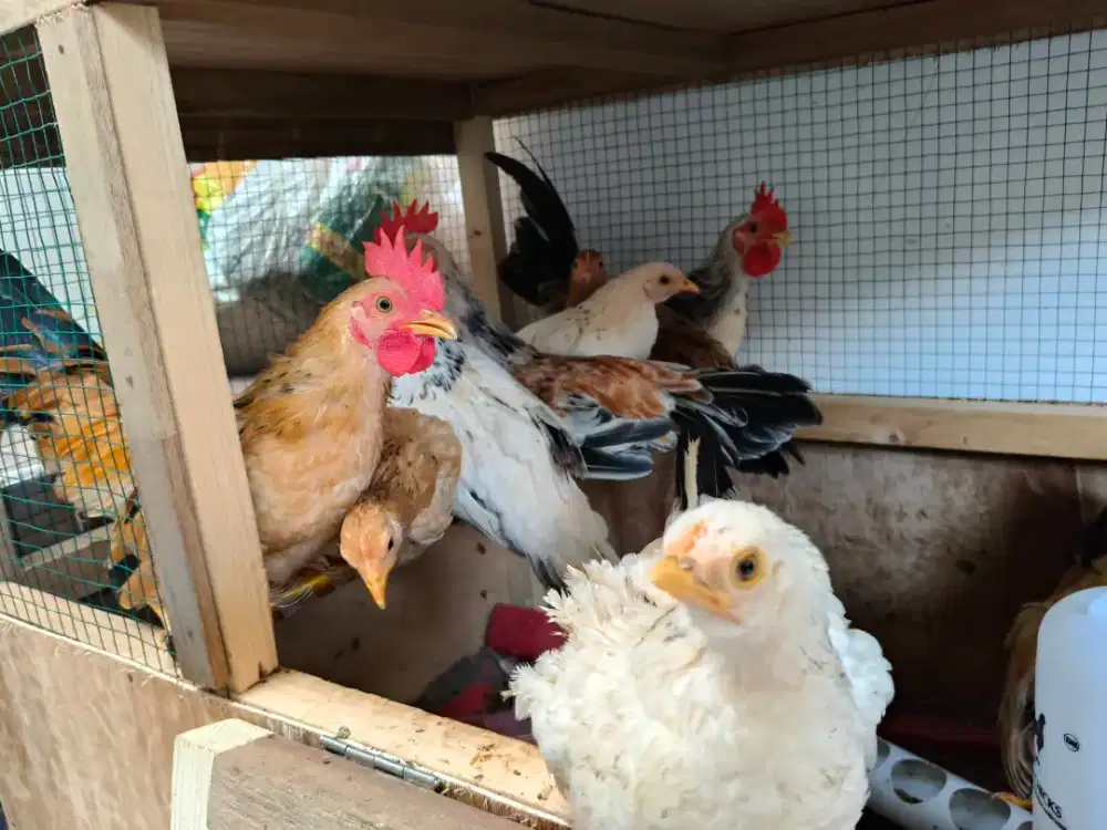 Ayam Kate_Jantan & Betina