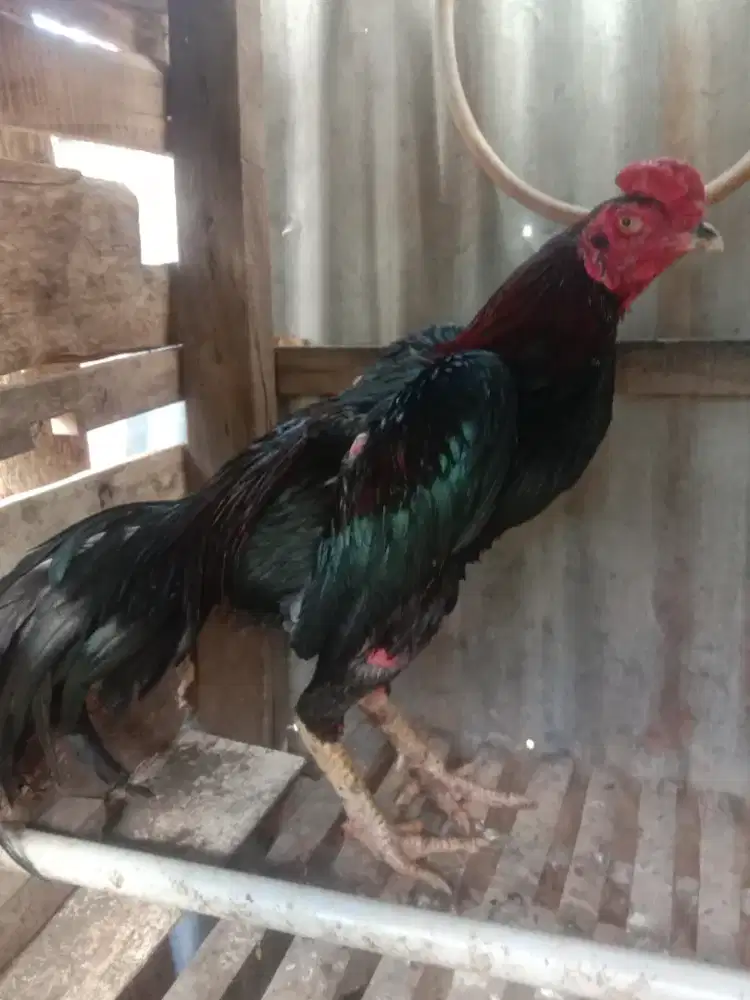 Dijual ayam Siam hitam
