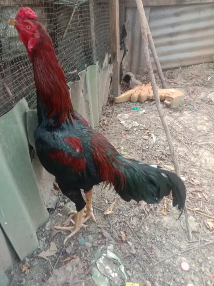 Jual ayam Siam dua ekor