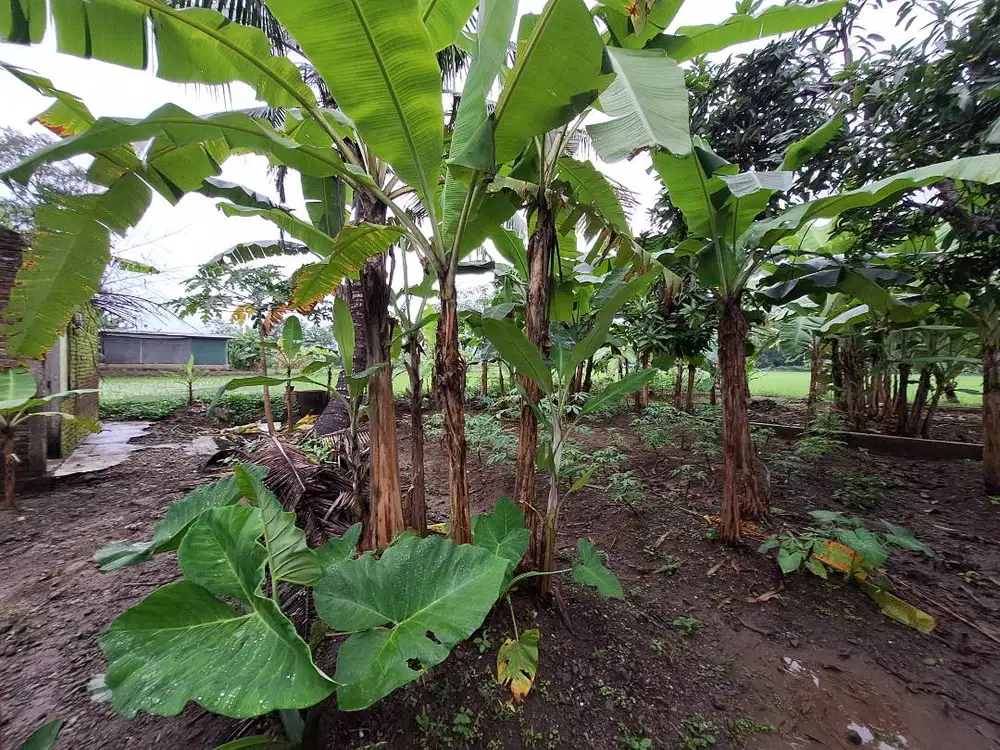 Jual Tanah Pekarangan Soka Kidul Sidoharjo Sruweng Kebumen
