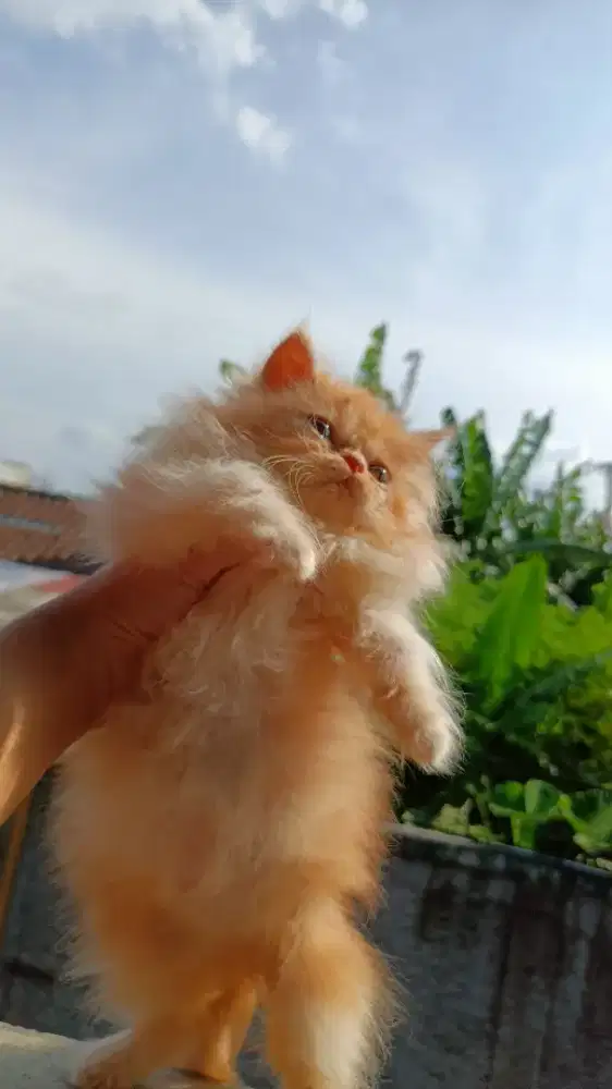 KUCING BETINA ORANGE BULU KAPAS