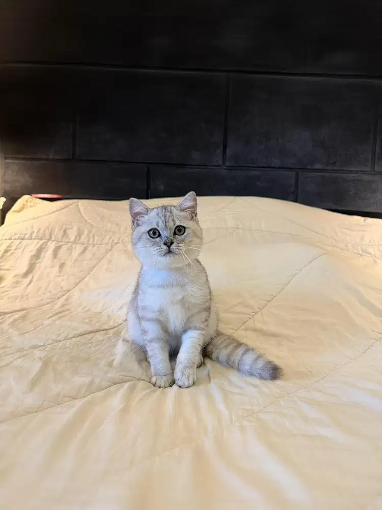 Kucing British Shorthair Silver FEMALE BSH SF