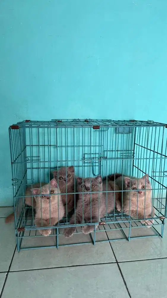 Kucing british shorthair