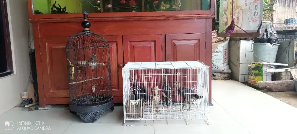 Burung & 4 ayam fullset