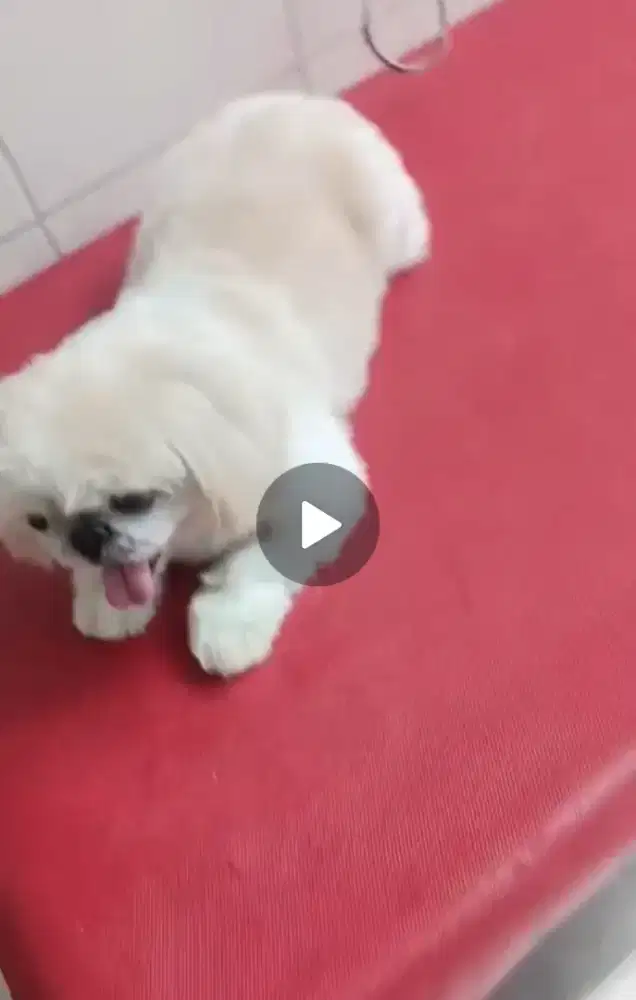 JUAL INDUK SHIHTZU