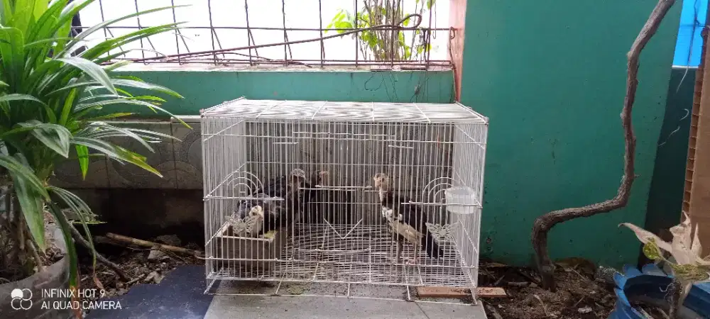 4 ayam & 1 burung sama kandang