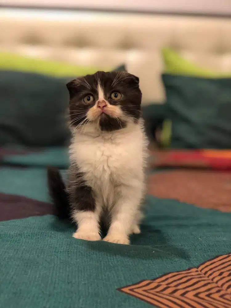 Scottish Fold mix Bsh Jantan