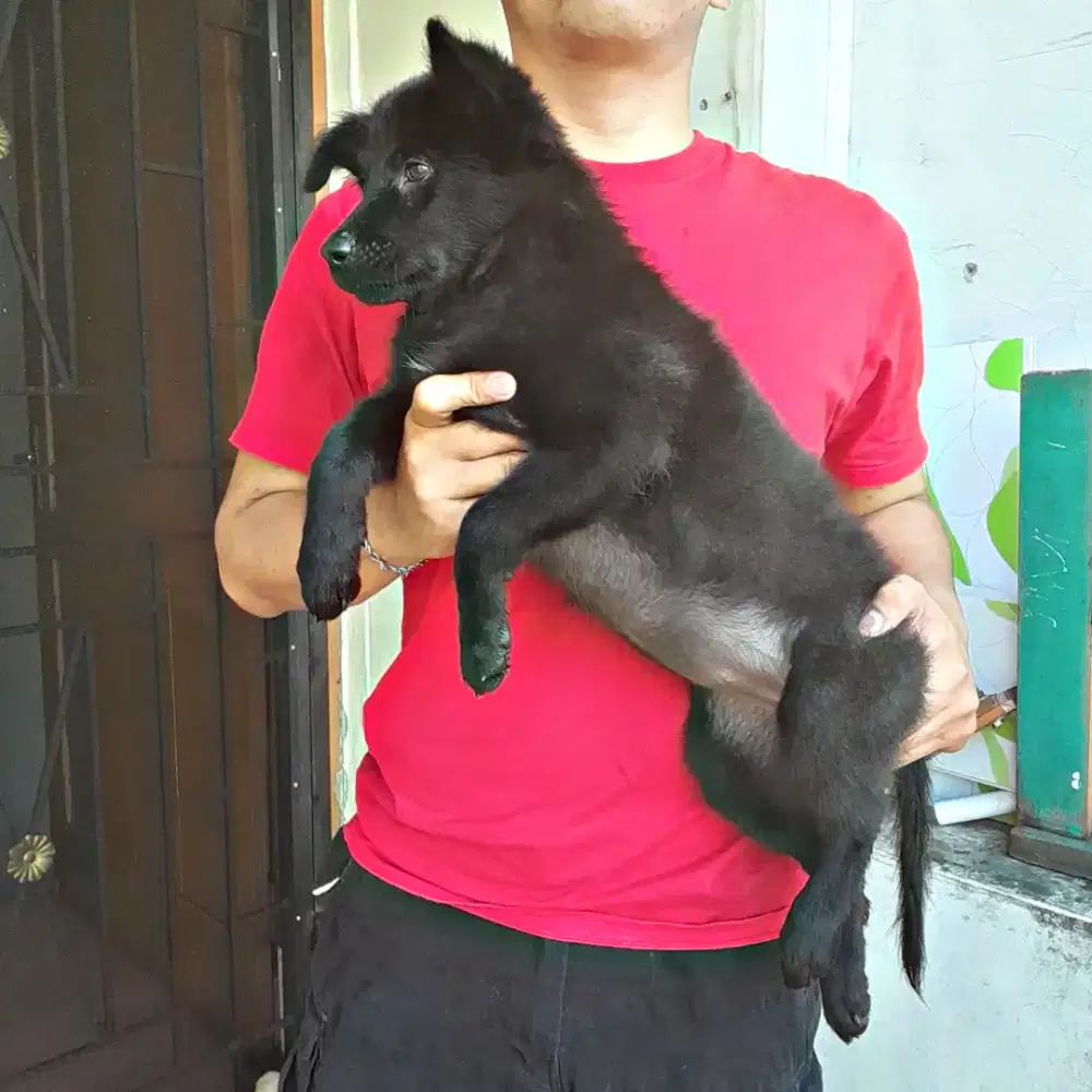 Anak anjing pemburu