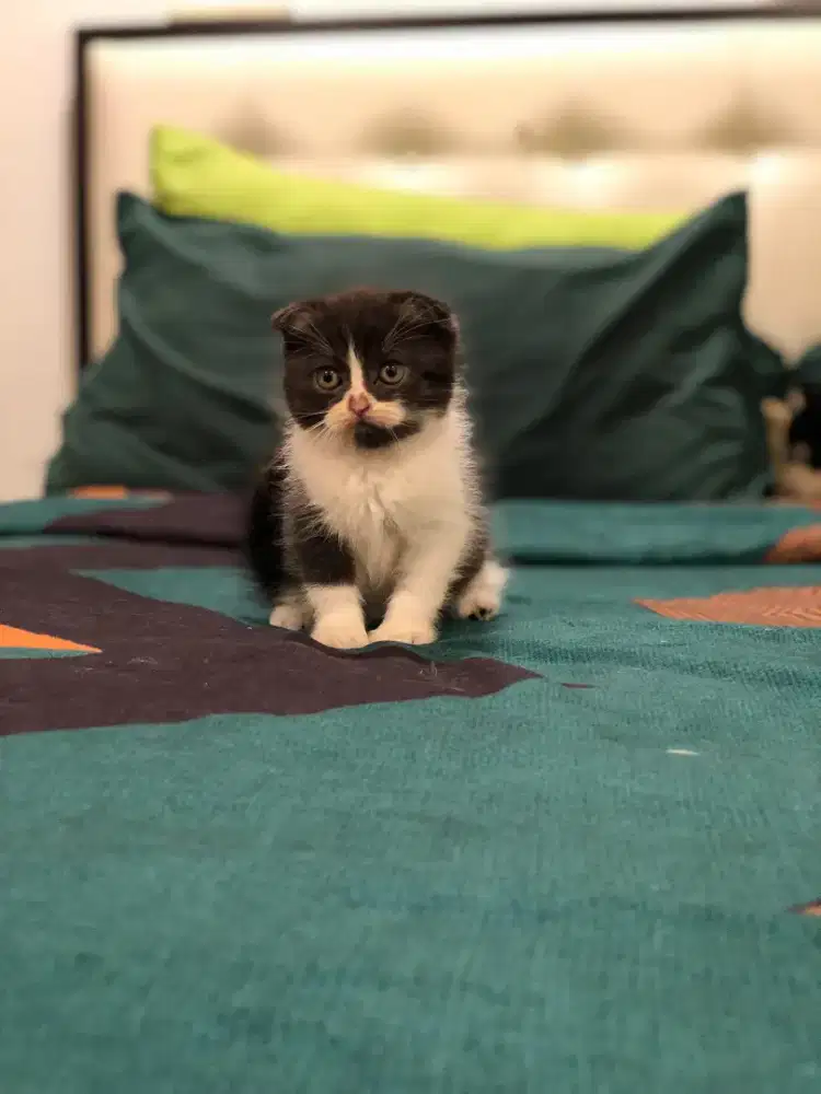 Scottish fold mix Bsh jantan