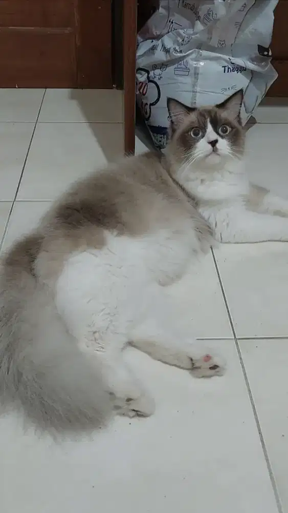 Ragdoll mata biru bicolour simetris jago kimpoi pinter kawin