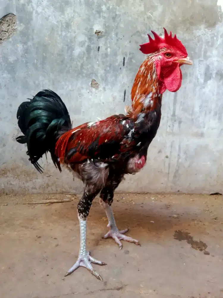 AYAM PELUNG JUMBO