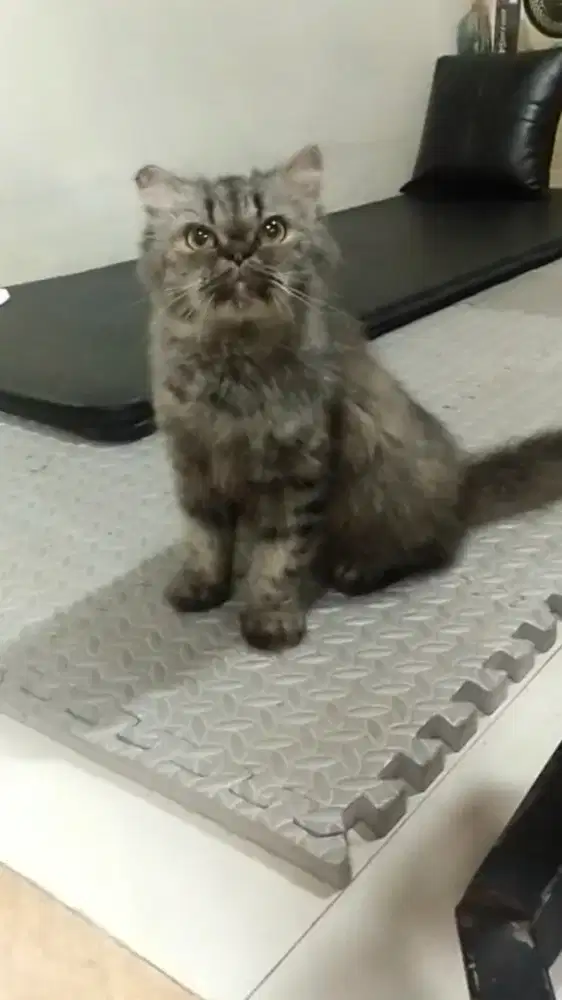 Kucing Persia flatnose betina / Indukan betina flatnose