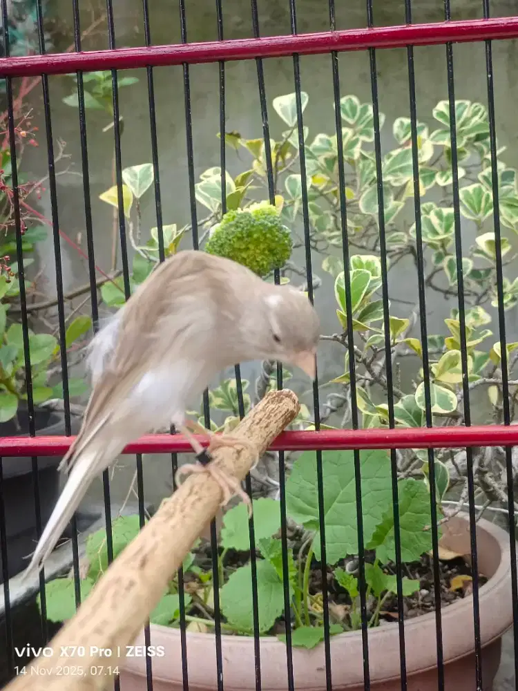 Kenari jantan bb.foi