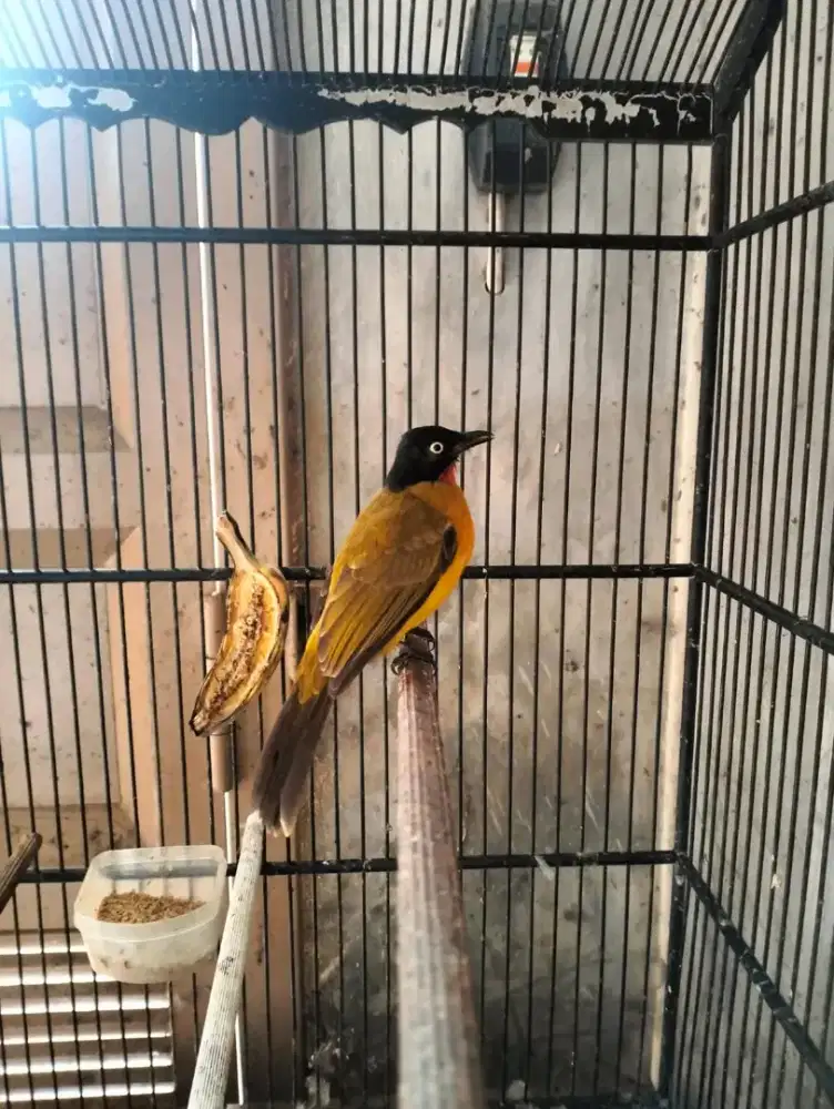 Burung kutilang emas