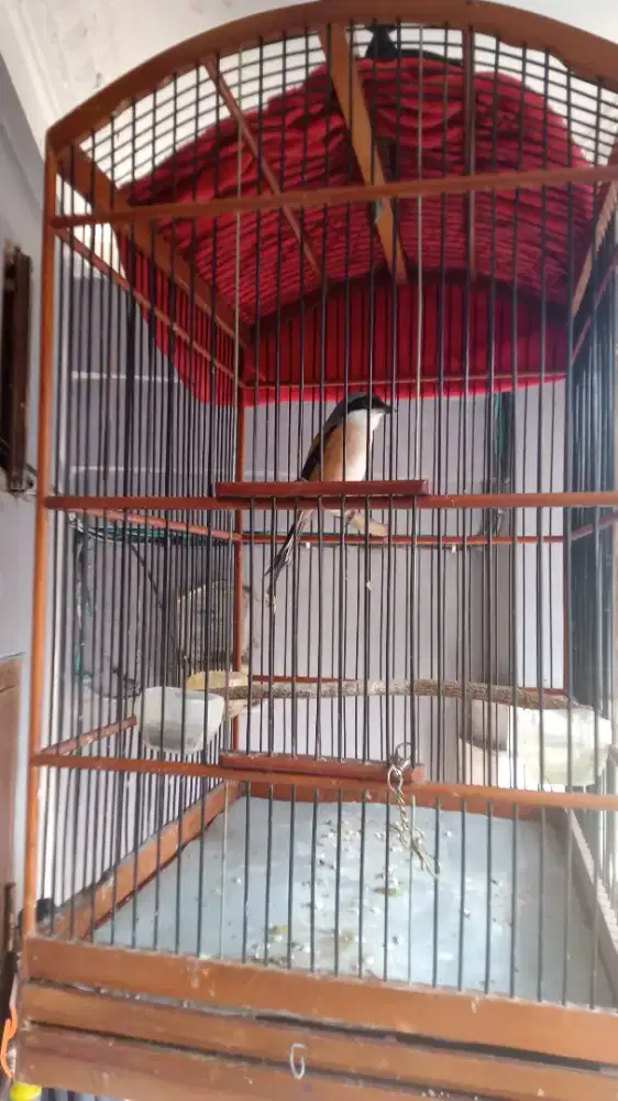 Jual pentet fulset murah