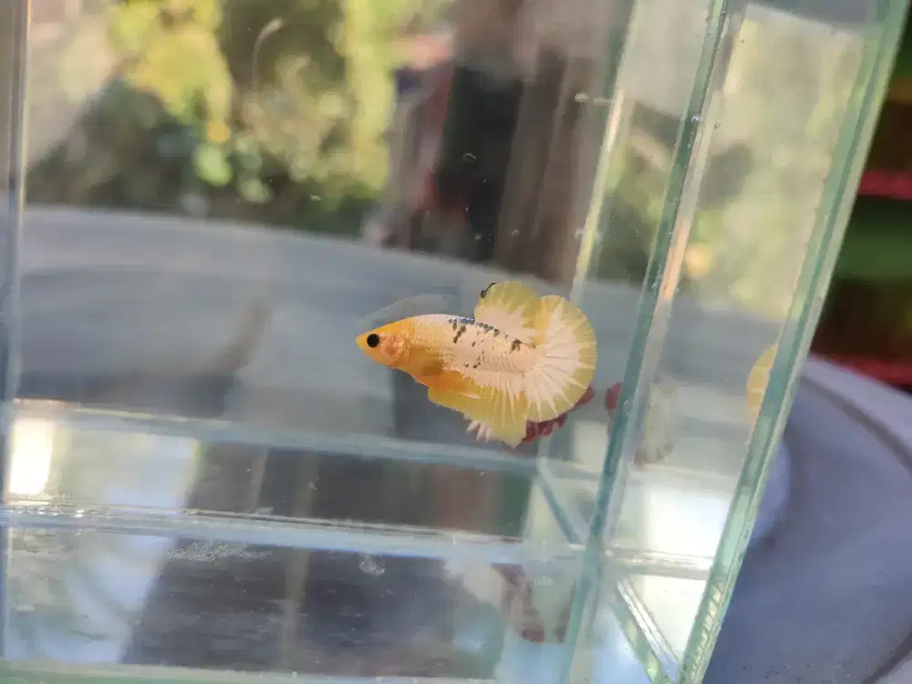 Ikan cupang fccp. Kuning