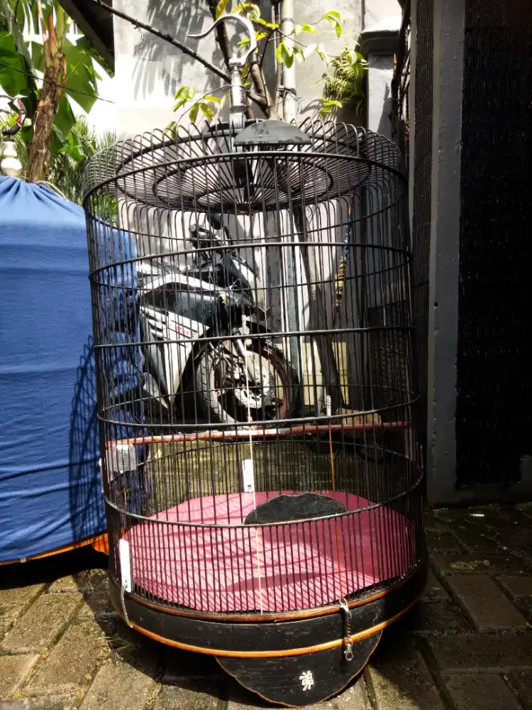 Kandang burung murai