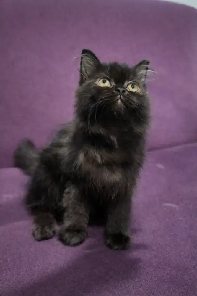 Kucing Persia Himalaya (mixed)