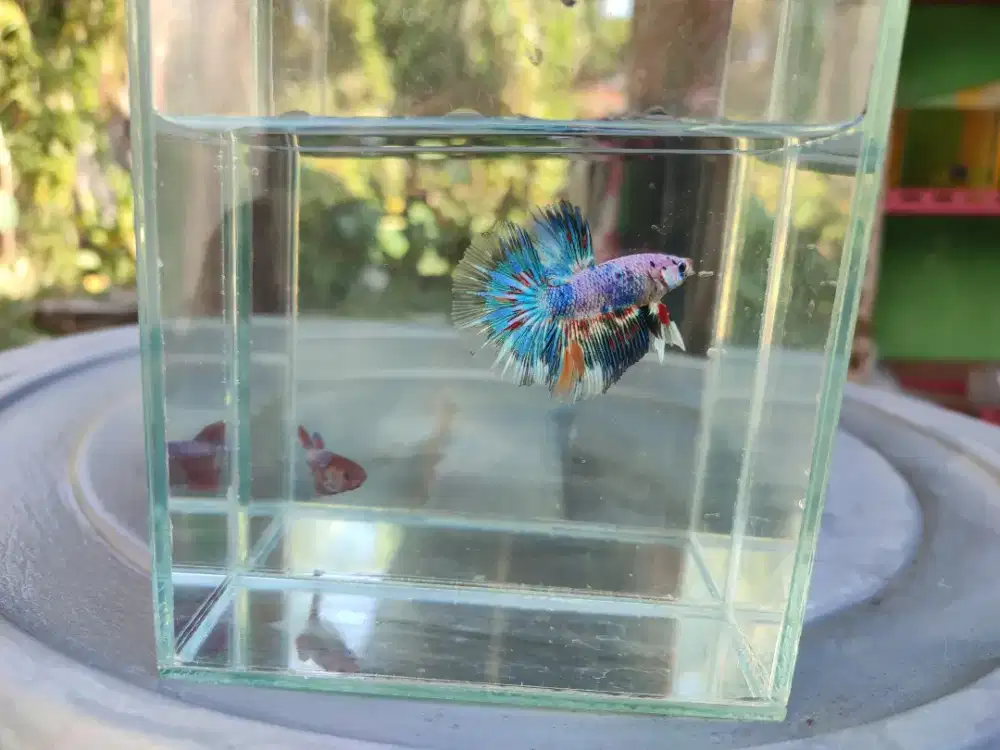 Ikan cupang halfmoon fancy