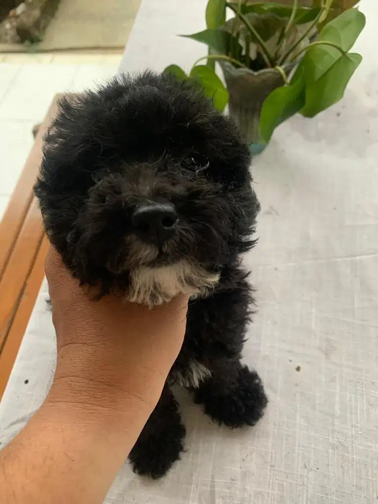 poodle mismark 2 bulan