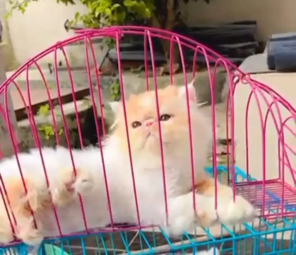 Lepas adopt peaknose