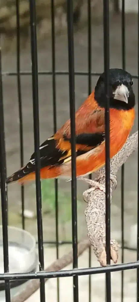Red siskin klasik gacorr ngerol panjang