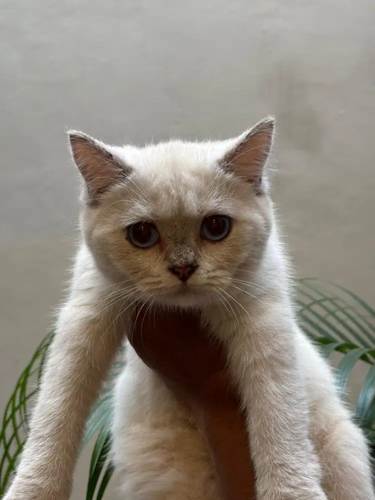 Kucing BSH (British Short Hair)
