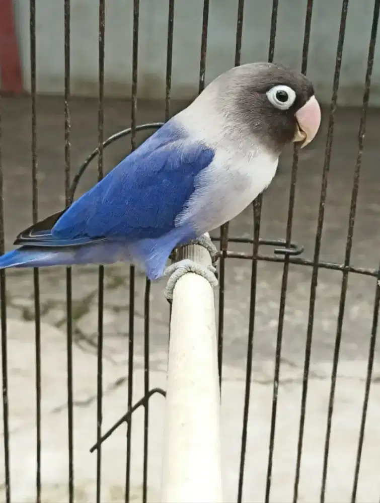 Love bird violet warna cantik jinak gacor