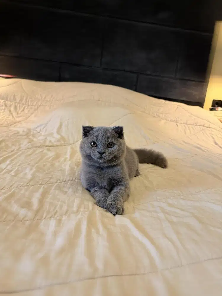 Kucing Scottish Fold Blue MALE BSH SF