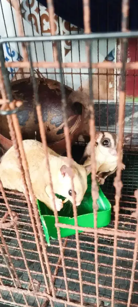 Suger Glider indukan borongan