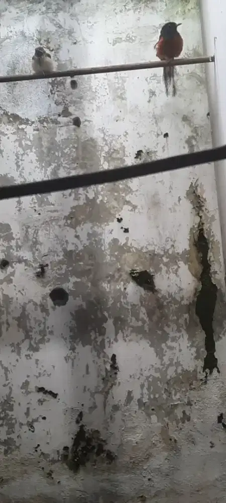 Ready TROTOL MURAI ternakan sendiri